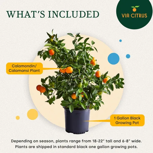 Miniatura 3 de Calamondin Tree - Plantas vivas para exteriores de 18 a 22 pulgadas de alto, árboles frutales de interior enanos, plantas vivas que no se pueden