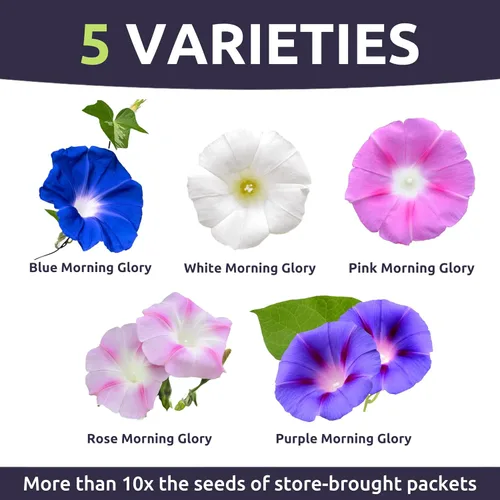 Miniatura 3 de Morning Glory Tall Mix - Bolsa a granel de 1/4 libra - 3,000 semillas de flores para plantar - Ipomoea purpurea
