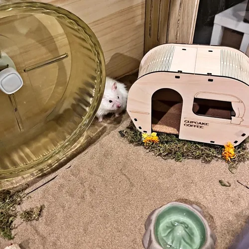 Miniatura 7 de DR.DUDU Arena de baño para hámster, 2.8 libras, libre de polvo, arena del desierto o arena para orinal para hámster, chinchillas, jerbo, ratones