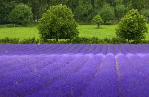 Miniatura 2 de Lavanda Común Inglés Bonito Jardín Flor 1,000 Semillas