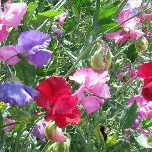 Miniatura 4 de Guisantes Dulces Fragantes 100 Semillas Familia Real (Lathyrus odoratus)