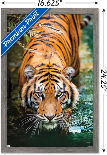 Miniatura 3 de Trends International Tiger - Póster de pared de agua, 14.725 x 22.375 pulgadas, versión enmarcada de madera de granero