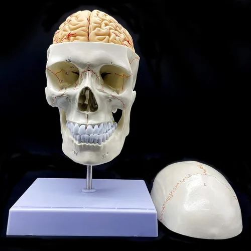 Miniatura 5 de Cráneo humano con cerebro y vértebra cervical Modelo anatómico Anatomía de tamaño real para estudio de aula de ciencias Modelo de enseñanza