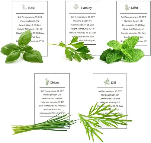 Miniatura 6 de Colección de semillas para jardín de hierbas, paquete de 5 semillas de hierbas culinarias, semillas autóctonas no transgénicas (non-GMO) para sembrar