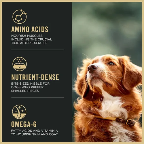 Miniatura 3 de Purina Pro Plan Alimento para perros con alto contenido de proteínas, bocadillos pequeños, fórmula SPORT 27/17 de cordero y arroz, bolsa de 37.5