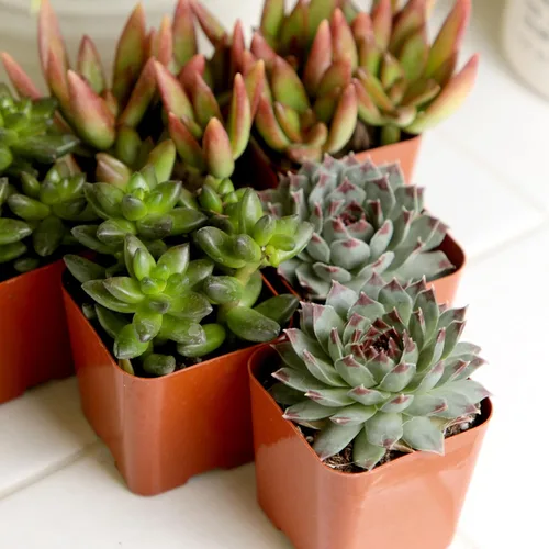 Miniatura 14 de Plantas suculentas vivas (paquete de 6) plantas suculentas en maceta, plantas vivas de interior, plantas de interior vivas, plantas