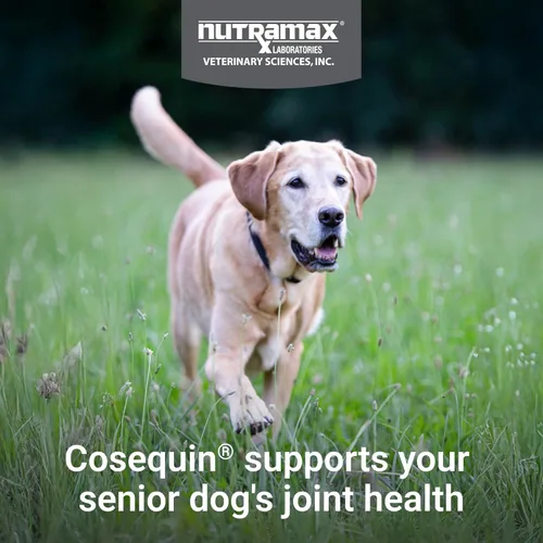 Miniatura 3 de Nutramax Cosequin for Senior Dogs Suplemento de salud articular, contiene glucosamina para perros, condroitina, MSM, omega-3 y beta-glucano, apoya