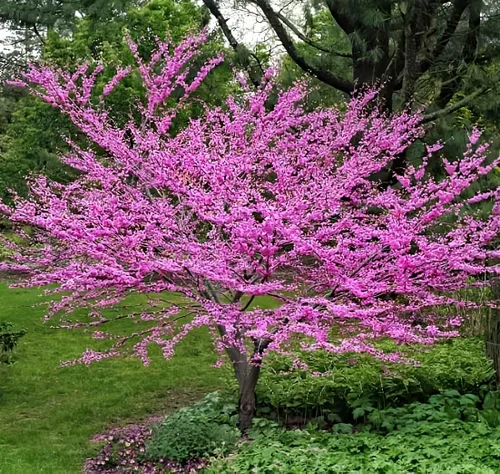 Miniatura 3 de Plántula de árbol vivo para plantar - Cultivar plantas de árboles vivos - No se envía a California (Pacana del Norte)