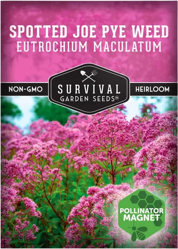 Semillas de Jardín de Supervivencia - Semillas de Hierba de Joe Pye Manchadas para Plantar | Eutrochium maculatum | Imán de Mariposas | Flor