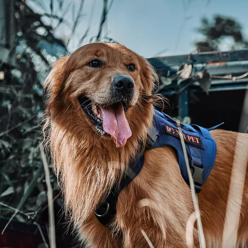 Miniatura 4 de OneTigris - Arnés táctico con mango para perro, chaleco de perro de servicio sin tirones con paneles de gancho y bucle, arnés ajustable para Azul