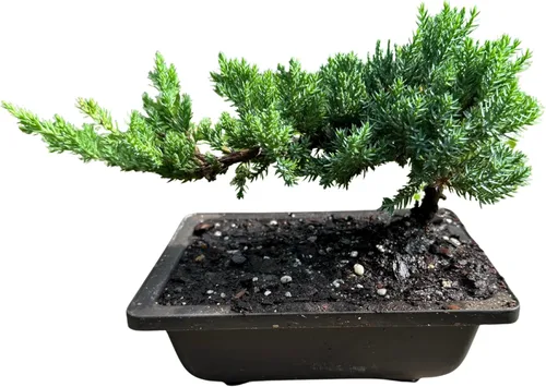 Árbol bonsái de enebro enano vivo, en maceta de plástico, 3 años, 100% hecho a mano, bonsái para exteriores, regalo único para cumpleaños,