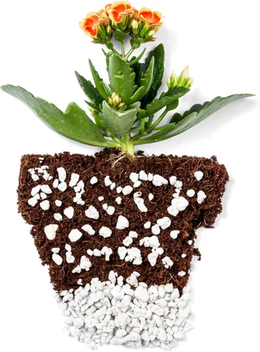 Miniatura 4 de Perlite Bliss (16 qts) - Perlite orgánico para plantas - Perlite grueso a granel como enmienda del suelo - Perlite en trozos para plantas, tierra