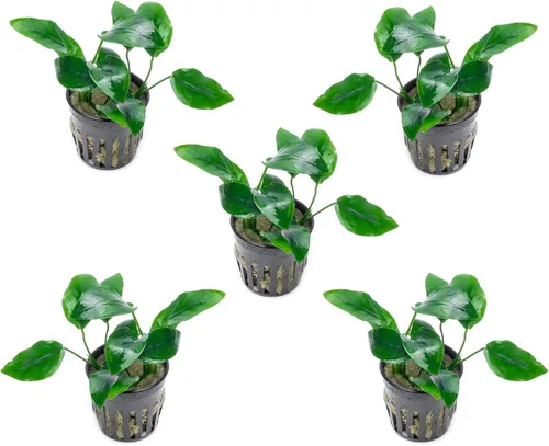 Miniatura 22 de SubstrateSource Plantas vivas – Anubias Hastifolia (Anubias hastifolia) – Luz baja a moderada, hojas en forma de flecha de color verde medio a