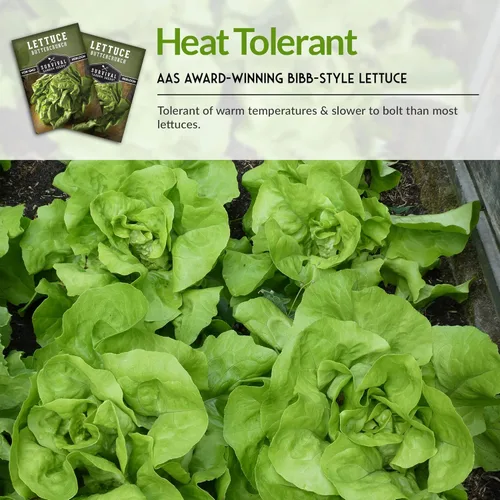 Miniatura 6 de Buttercrunch Semillas de lechuga para plantar, semillas de lechuga de mantequilla Bibb crujiente para jardines, tolerantes al calor, variedad