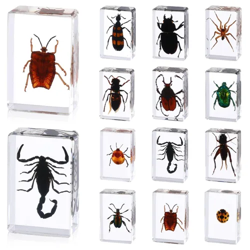 Miniatura 7 de 12 piezas de insectos de mariposa en resina colección de insectos, 12 estilos, kit de insectos reales preservado en resina para suministros