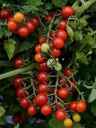 Semilla de tomate rojo Candyland