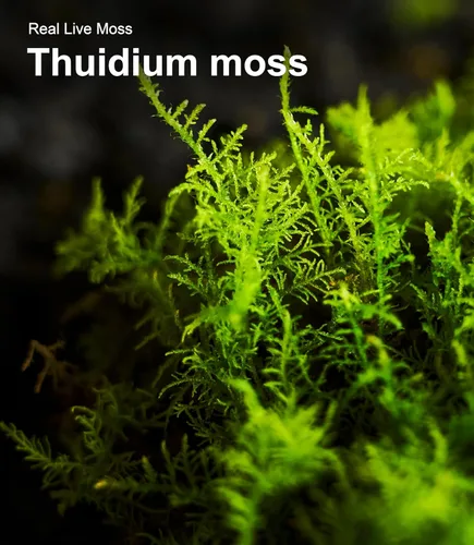 Miniatura 8 de Real Live Moss - Paquete variado (cada uno de 3.5 x 7 pulgadas), musgo real decorativo para terrarios, mini jardines, plantas en maceta y bonsái