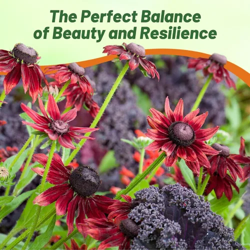 Miniatura 5 de Outsidepride Cherry Brandy Rudbeckia Seeds - 25 unidades. Semillas de flores anuales, fáciles de cultivar y auto-siembradas para plantar flores