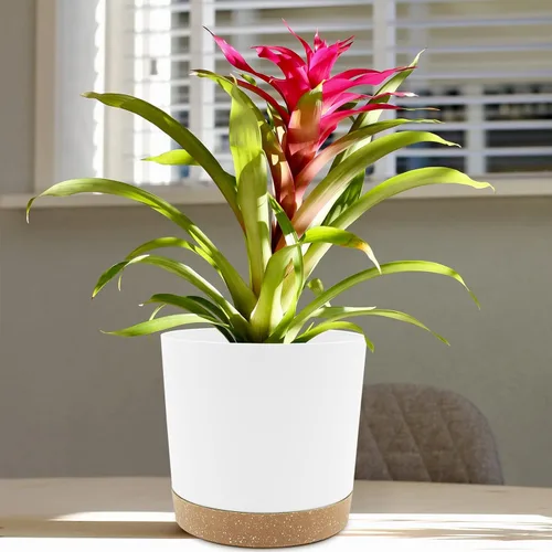 Miniatura 5 de QCQHDU Maceta de 8 pulgadas, paquete de 2 macetas para plantas de interior con agujeros de drenaje y platillo, macetas para exteriores, decoración