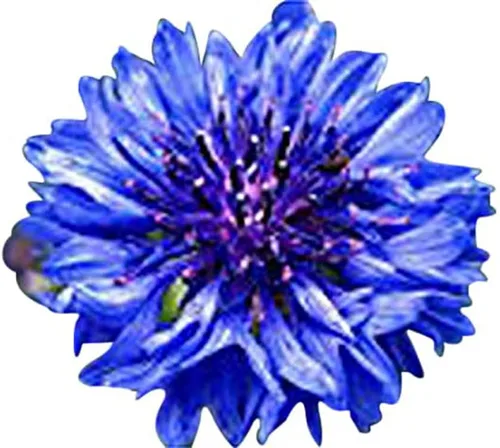 Miniatura 2 de 13,00 polinizadores que atraen semillas de flores silvestres, 1 onza, atrae abejas, mariposas y otros insectos beneficiosos, mezcla de rodillas