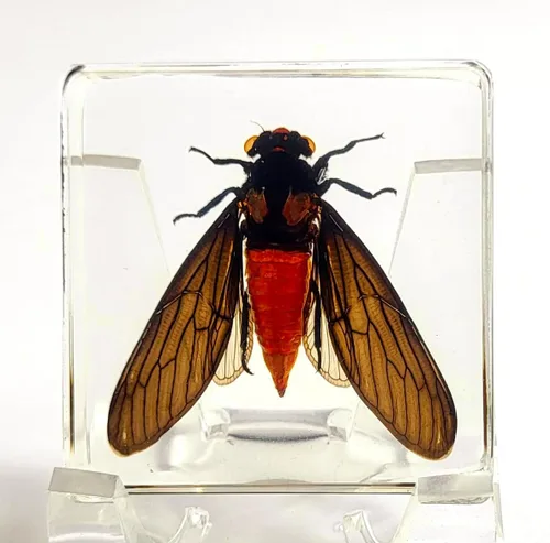 Miniatura 24 de 44mm Escorpión real asiático gigante en resina de lucite transparente cristal, especímenes de artesanía, insectos de animales varios, colección