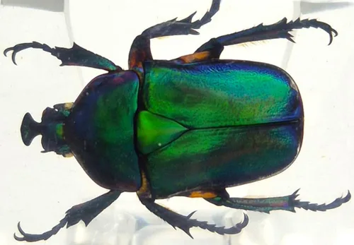 Miniatura 48 de 44mm Hormiga gigante tropical real en resina de lucita transparente cristalina, espécimen preservado Pseudoneoponera Rufipes, taxidermia