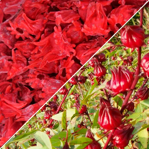 Miniatura 3 de WOODCHA Roselle, hibisco confitado, flores comestibles secas, flores comestibles de hibisco, decoraciones para tartas, alimentos de hibisco, flores