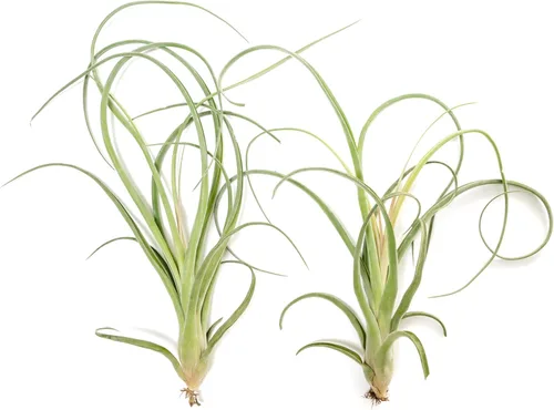 Miniatura 4 de Air Plant Shop Paquete de 5 plantas de aire Tillandsia Curly Slim (T. Intermedia x T. Streptophylla) - Suculentas - Tillandsia viva - Plantas