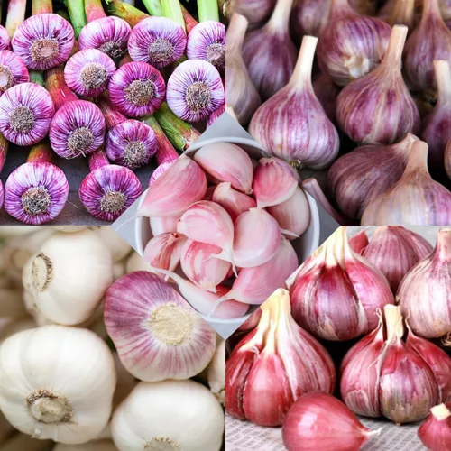 Ajo de cuello duro de 1 libra para plantar en otoño, 8-10 bulbos de ajo Music para plantar, paquete variado de bulbos frescos y de alto rendimiento,