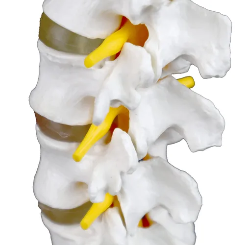 Miniatura 7 de Columna vertebral lumbar articulada de grado médico VAV262 Cuenta con 5 lumbares/vértebras con discos intervertebrales, nervios lumbares y médula