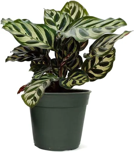 Miniatura 12 de American Plant Exchange Calathea - Serpiente de cascabel – 6 pulgadas con cubierta de maceta – Planta de interior viva apta para mascotas con hojas