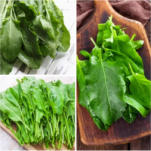 Miniatura 3 de Seed Needs, Semillas de acedera de hoja grande, 500 semillas tradicionales para plantar Rumex acetosa, hierba medicinal o culinaria sin OMG y sin