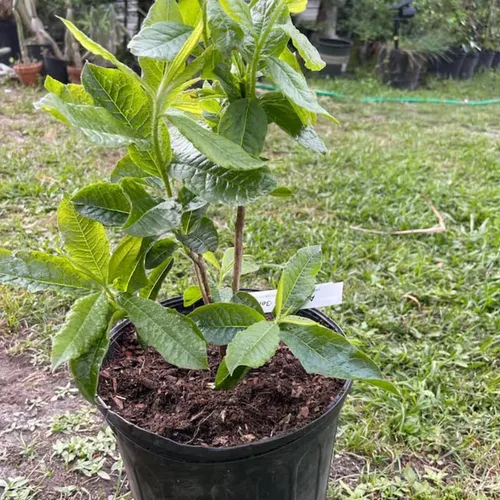 Miniatura 6 de Grandes plantas de rododendro blanco brillante de 1 galón vivas, plantas de azalea de 1 a 3 años de edad, arbustos vivos para plantar, muy bien