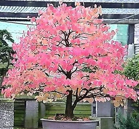 Miniatura 3 de Cercidiphyllum japonicum (árbol Katsura japonés, árbol Judas japonés) Semillas de árbol, follaje elegante y aromático y colores vibrantes de otoño