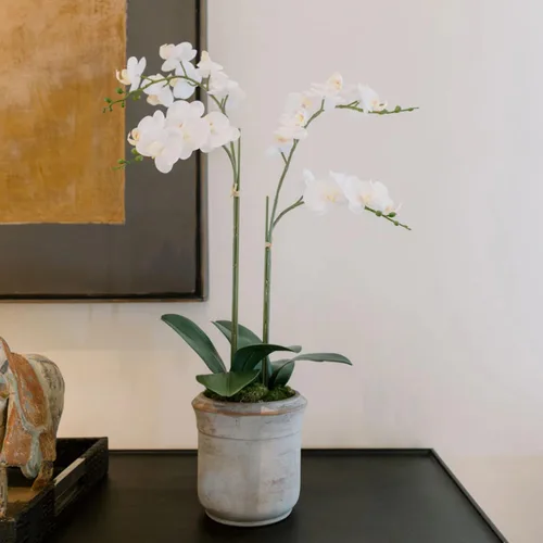 Miniatura 20 de CG Hunter Planta de orquídea sintética con suculentas, soporte de exhibición de flores artificiales de alta calidad para interiores de 23 pulgadas