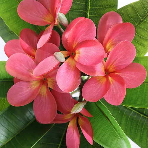 Miniatura 2 de XIYUAN Flores artificiales Frangipani de 35.5 pulgadas, 2 tallos realistas de tacto real, flores de plumeria artificiales para el hogar, fiesta, Rojo
