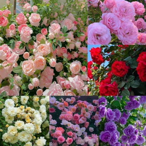 Miniatura 2 de 160 semillas de rosas trepadoras para plantar, paquete de semillas de jardín de flores florecientes fragantes, reliquia sin OMG para jardín al aire
