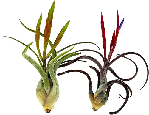 Miniatura 10 de ragnaroc Air Plants - Tillandsia Caput Medusae Floreciente, Grande 5-7" - 1ct - Llegada Viva Garantizada - Plantas de Casa para Decoración del Hogar