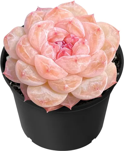 Miniatura 15 de Sprout N Green Golden Jade - Crassula Ovata 'Hummel Sunset', rara planta suculenta linda totalmente enraizada en maceta de 2 pulgadas con tierra