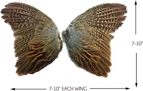 Miniatura 6 de 1 par - Juego de plumas de gallo de faisán natural (izquierda y derecha) para entrenamiento de perros