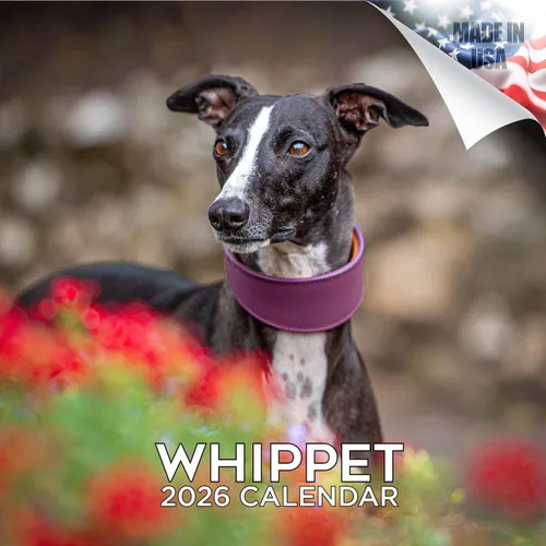Miniatura 208 de Calendario 2025 2026 de cachorros Cocker Spaniel - Calendario mensual de pared de raza de perro - 12" x 24" abierto - Papel grueso sin sangrado