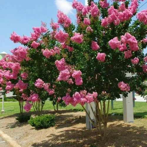 Miniatura 2 de 2 arbustos de mirto de crespón rosa, plantas vivas de 12 a 18 pulgadas de alto, florecientes, de crecimiento rápido, arbustos ornamentales de mirto
