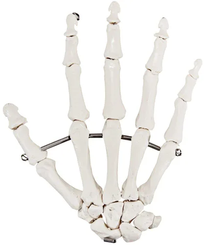 Axis Scientific Mano esquelética | Derecha | Esqueleto de mano flexible totalmente articulado está asegurado con alambre de calidad para demostrar