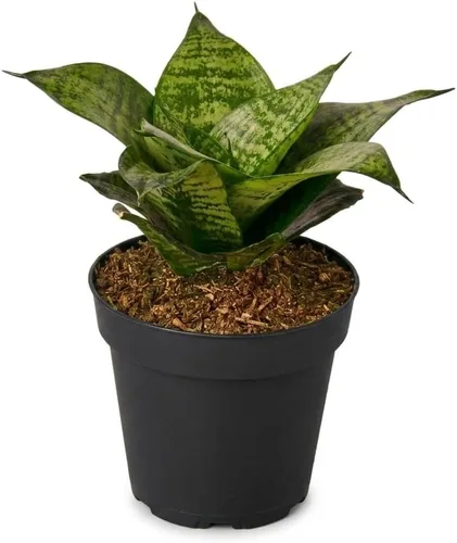 Miniatura 10 de Árbol de dinero trenzado de tocón de Pachira (4 pulgadas), plantas de interior de la suerte, plantas de interior decorativas únicas de 4/6 pulgadas
