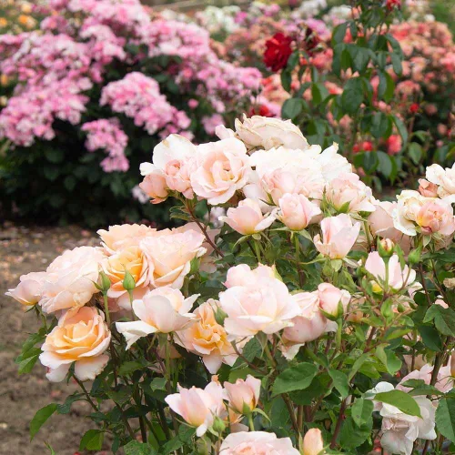 Miniatura 5 de Heirloom Roses Rosal fragante - Planta de rosa naranja en maceta viva Desirée™ para plantar al aire libre