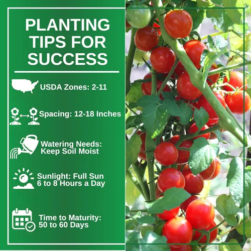 Miniatura 6 de TKE Farms & Gardens - Semillas de tomate Tiny Tim para plantar, más de 60 semillas tradicionales sin OMG, tomates cherry compactos para espacios