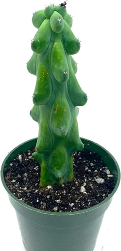 Miniatura 7 de Cactus de cola de mono de 4 pulgadas (Cleistocactus Colademonis) - Fácil de cultivar en interiores/exteriores, luz solar indirecta. Suelo bien