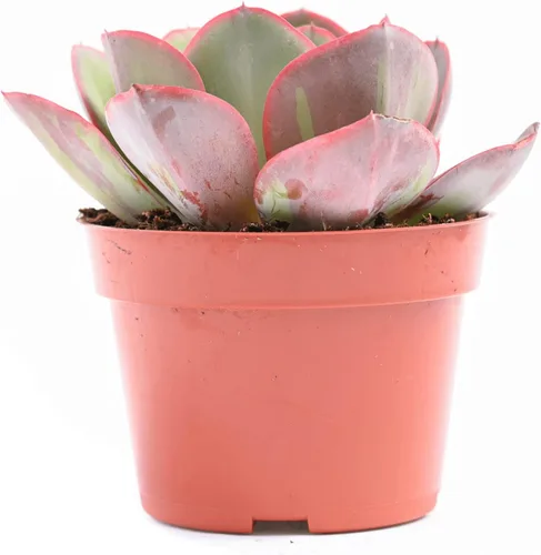 Miniatura 17 de Planta suculenta Echeveria viva – Suculenta Echeveria de 4 pulgadas totalmente arraigada (– Echeveria Borgoña Pearl)