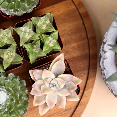 Miniatura 3 de Paquete de plantas suculentas vivas (paquete de 6), plantas suculentas reales y mini plantas para principiantes, plantas de casa vivas, mini