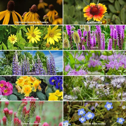 Miniatura 4 de Colección Wildflower Seeds - Más de 500,000 semillas a granel - 6 mezclas diferentes incluyendo colibrí y mariposa, Save The Monarchs, Save The